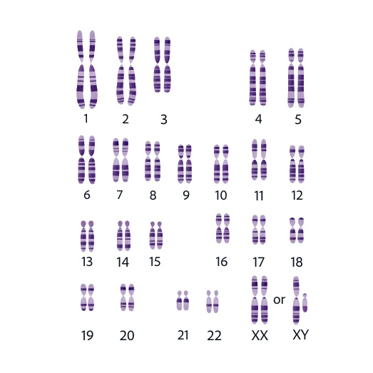 PDF] Mosaic ring chromosome 14 and monosomy 14 presenting with growth  retardation, epilepsy, and blepharophimosis. | Semantic Scholar